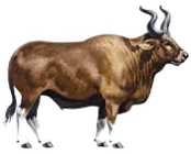 extinct auroch