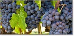 grapes from Israel vineyard