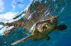 Red Sea turtle